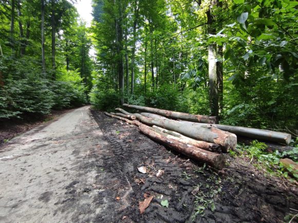 FOTO Tăieri pe patru hectare în Rezervația Naturală Stejerișul Mare. Urmează să fie extras un volum de aproape 146 mc de lemn