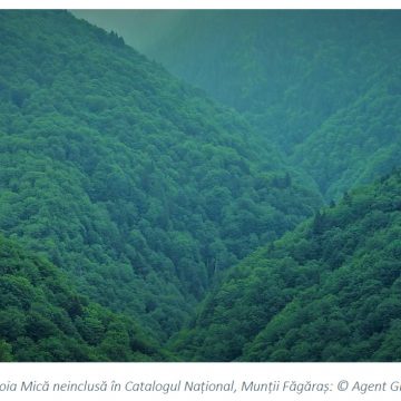 Agent Green | Catalogul pădurilor virgine pierdute – un eșec național după 21 de ani de circ politic