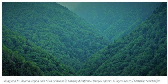 Agent Green | Catalogul pădurilor virgine pierdute – un eșec național după 21 de ani de circ politic