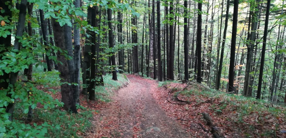 După ce a votat pentru menținerea în viață a drumului forestier Gorița, PNL Brașov trimite o scrisoare deschisă lui Allen Coliban prin care îl invită să participe la plantarea a 100.000 de arbori