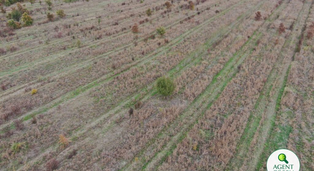Agent Green | Plantări fictive în cea mai despădurită zonă a României