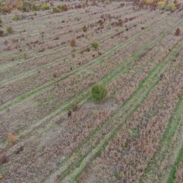 Agent Green | Plantări fictive în cea mai despădurită zonă a României