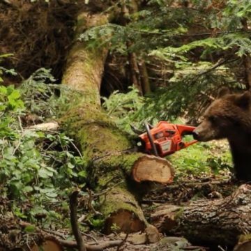 Agent Green | Ministerul Mediului, pe cale de a deschide sezonul la vânătoarea urșilor pentru trofee