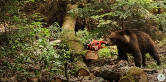Agent Green | Ministerul Mediului, pe cale de a deschide sezonul la vânătoarea urșilor pentru trofee