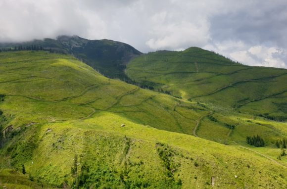 Conservation Carpathia: 100 hectare de pădure tăiate la ras, din Munții Făgăraș, vor fi reconstruite prin plantarea a 350.000 de puieți
