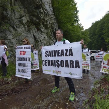 Pădurile virgine din bazinul Cernișoara (Parcul Național Domogled – Valea Cernei) au devenit de acum strict protejate, la 3 ani de la protestul Agent Green și după o serie de investigații și procese în cele mai înalte instanțe ale României