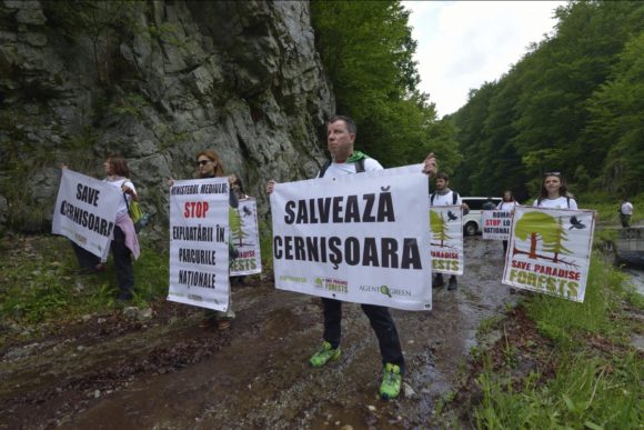 Pădurile virgine din bazinul Cernișoara (Parcul Național Domogled – Valea Cernei) au devenit de acum strict protejate, la 3 ani de la protestul Agent Green și după o serie de investigații și procese în cele mai înalte instanțe ale României