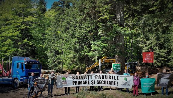 VIDEO Agent Green expune jaful din pădurile seculare din Bucegi de ziua Europeană a Parcurilor