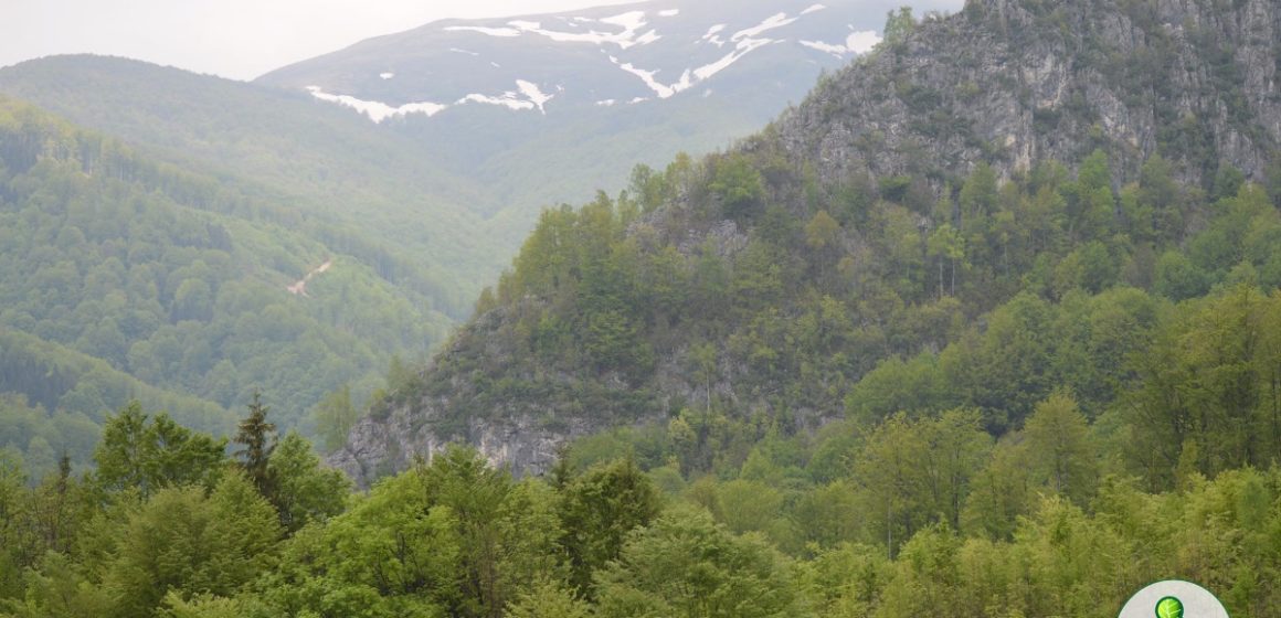 Agent Green | Revizuirea Strategiei Cadru UE pentru păduri supusă votului. Votul Comisarului Adina Ioana Vălean este crucial