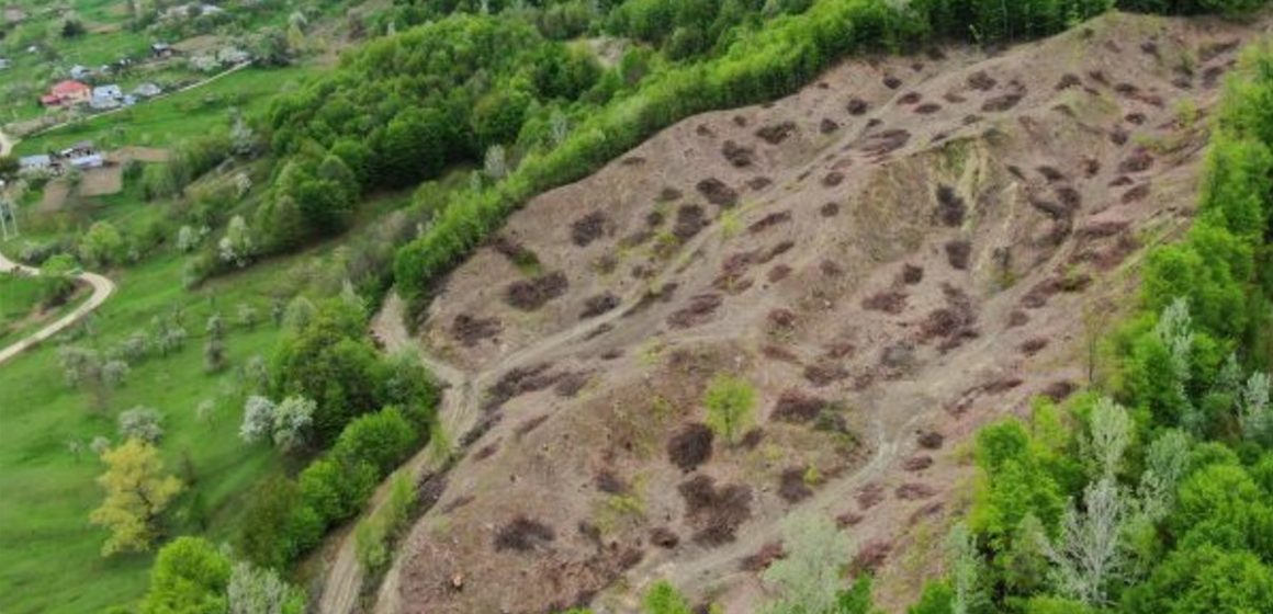 RAPORT AGENT GREEN: Distrugerea cinică a pădurilor seculare din România de către IKEA