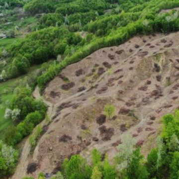 RAPORT AGENT GREEN: Distrugerea cinică a pădurilor seculare din România de către IKEA