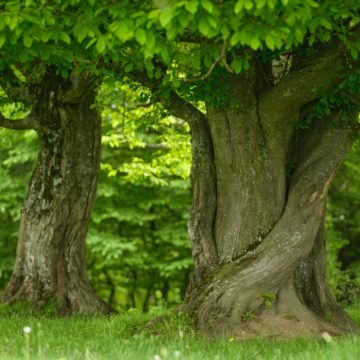 „Chemarea stejarului” la Bikeathon Țara Făgărașului 2021. Proiectul mai poate fi susținut până la finalul lunii septembrie