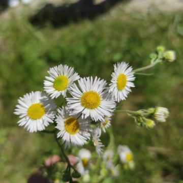 Cercetători și voluntari lucrează în Munții Făgăraș la eliminarea plantelor străine invazive, care amenință sănătatea peisajului natural autohton