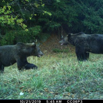 Conservation Carpathia a realizat în premieră în România, un recensământ al urșilor bruni, prin metode genetice, în munții Făgăraș