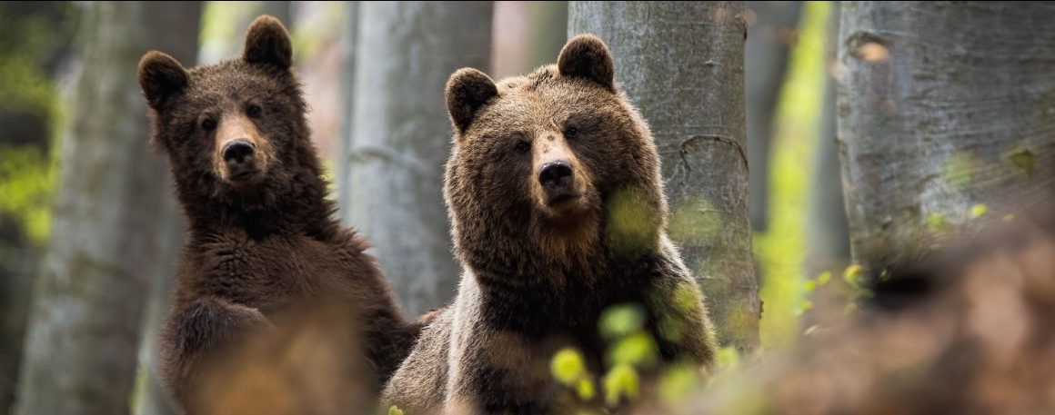 Agent Green & Charlie Ottley: apel pentru un nou sanctuar de urși