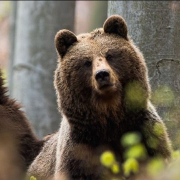 Agent Green & Charlie Ottley: apel pentru un nou sanctuar de urși