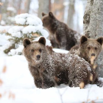 Agent Green | Scrisoare deschisă pentru Președintele Klaus Iohannis: legea pentru împușcarea urșilor încalcă directivele europene