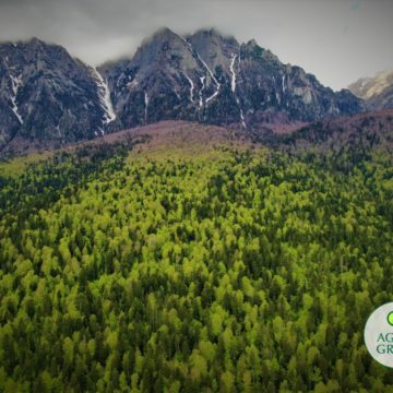 Agent Green | Pădurile Bucegilor de pe Valea Prahovei Salvate la Tribunal