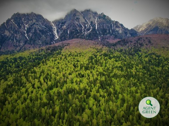 Agent Green | Pădurile Bucegilor de pe Valea Prahovei Salvate la Tribunal