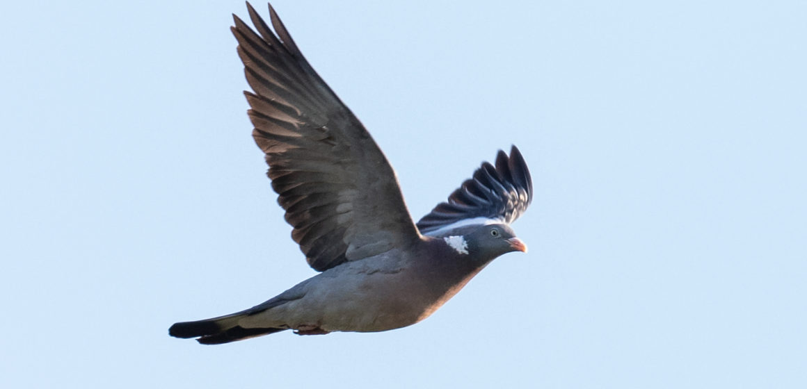 Decizie judecătorească: Vânătoare suspendată la 25 de specii de păsări