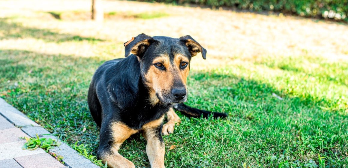 Autoritățile fac apel la brașoveni să își microcipeze câinii pe care îi dețin, iar în cazul metișilor, le reamintesc că au obligația de a îi steriliza. Municipalitatea și Asociația Milioane de Prieteni asigură aceste servicii în mod gratuit