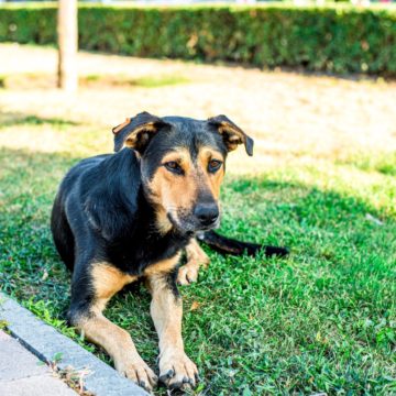 Autoritățile fac apel la brașoveni să își microcipeze câinii pe care îi dețin, iar în cazul metișilor, le reamintesc că au obligația de a îi steriliza. Municipalitatea și Asociația Milioane de Prieteni asigură aceste servicii în mod gratuit