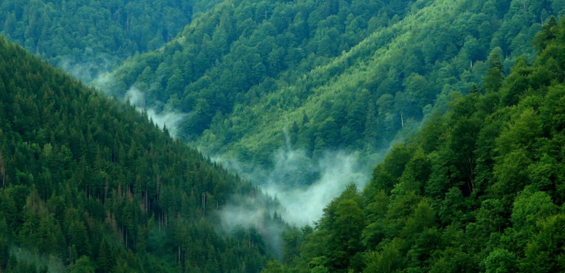 Fundația Conservation Carpathia este parte a proiectului SUPERB, cel mai mare proiect transfrontalier de refacere a peisajelor forestiere din Europa