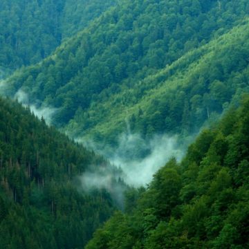 Guvernul României a aprobat Strategia Națională pentru Păduri, Normele tehnice privind îngrijirea și conducerea arboretelor și Normele tehnice privind alegerea și aplicarea tratamentelor