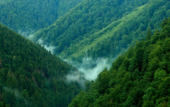 Fundația Conservation Carpathia este parte a proiectului SUPERB, cel mai mare proiect transfrontalier de refacere a peisajelor forestiere din Europa