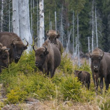 După 200 de ani de absență, 28 de zimbri s-au adaptat perfect în sălbăticie, la mediul natural din Munții Făgăraș