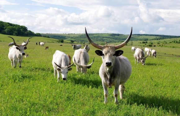 Fundația Conservation Carpathia și Ferma de Biodiversitate Cobor pun Transilvania pe harta gastronomică a țării cu un nou ingredient, carnea de vită din rasa Sură de stepă