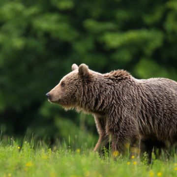 Poziția ONG-urilor cu privire la cotele de vânătoare urși. Proiectul privind introducerea cotelor de vânătoare la urs nu rezolvă problema conflictelor cu ursul