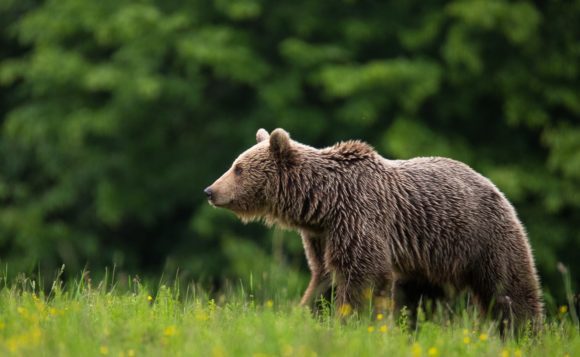 Poziția ONG-urilor cu privire la cotele de vânătoare urși. Proiectul privind introducerea cotelor de vânătoare la urs nu rezolvă problema conflictelor cu ursul