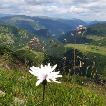 20 de ONG-uri din cadrul Coaliției Natura 2000 și mai multe asociații de fermieri cer europarlamentarilor români să voteze favorabil legea pentru refacerea naturii