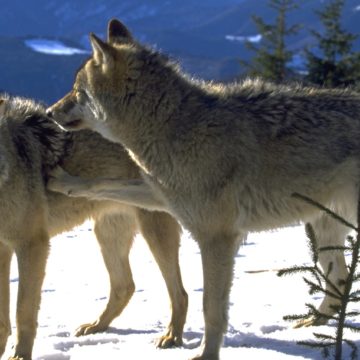 Câți lupi sunt în Carpații Meridionali? Rezultatele studiului genetic realizat de Fundația Conservation Carpathia