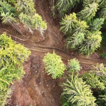 Agent Green | Pădurile Ocolului Silvic Telciu din Parcul Național Munții Rodnei sunt devorate de un păienjeniș de drumuri și tăieri accidentale ilegale realizate pe pante extrem de abrupte #3
