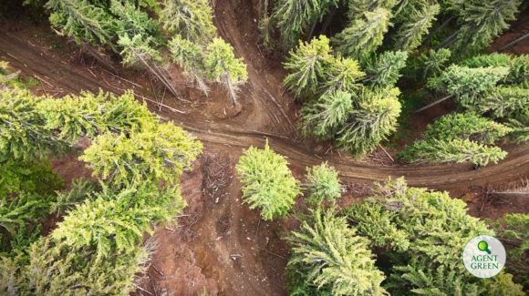 Agent Green | Pădurile Ocolului Silvic Telciu din Parcul Național Munții Rodnei sunt devorate de un păienjeniș de drumuri și tăieri accidentale ilegale realizate pe pante extrem de abrupte #3