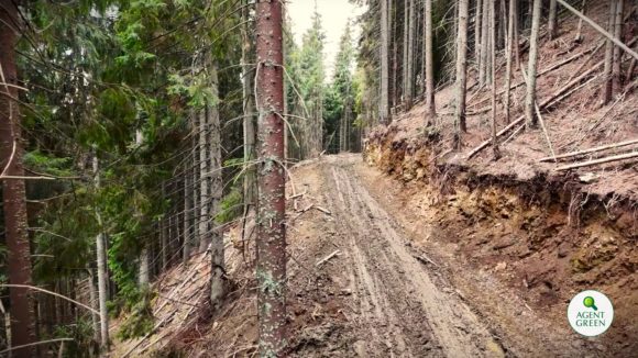 Agent Green | Garda Forestieră complice la ilegalitățile din Rodna | Jaf în Parcul Național Munții Rodnei #6