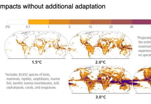 Raport IPCC: Zeci de mii de specii afectate și aflate în fața unui risc de dispariție în următoarele decenii