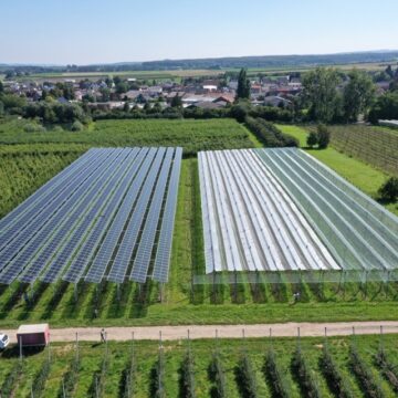 Agrovoltaicele – atingem obiectivele climatice prin intermediul agriculturii?