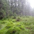 Dincolo de mituri și legende populare – Ce trebuie să știm despre turbării și rolul acestora în lupta împotriva schimbărilor climatice