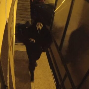 Bărbați arestați preventiv pentru comiterea infracțiunii de tâlhărie calificată