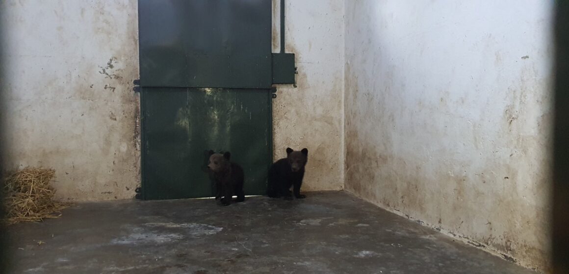 Doi ursuleți de doar 3 luni salvați de Sanctuarul Libearty din Zărnești