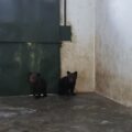 Doi ursuleți de doar 3 luni salvați de Sanctuarul Libearty din Zărnești