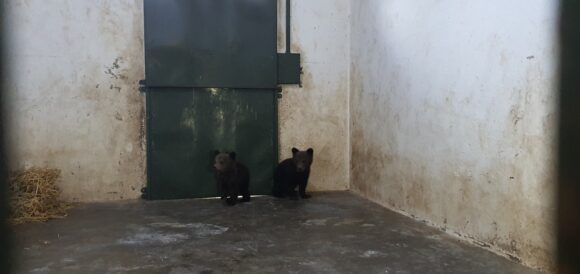 Doi ursuleți de doar 3 luni salvați de Sanctuarul Libearty din Zărnești