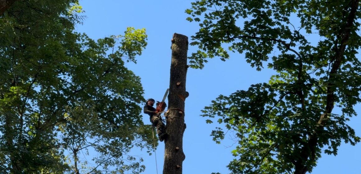 Primarul George Scripcaru spune că „extragerea unor arbori din zona Aleii de sub Tâmpa este o urgență de gradul zero”. 251 de arbori periculoși urmează să fie tăiați