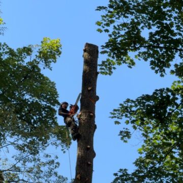 Primarul George Scripcaru spune că „extragerea unor arbori din zona Aleii de sub Tâmpa este o urgență de gradul zero”. 251 de arbori periculoși urmează să fie tăiați Primarul George Scripcaru spune că „extragerea unor arbori din zona Aleii de sub Tâmpa este o urgență de gradul zero”. 251 de arbori periculoși urmează să fie tăiați