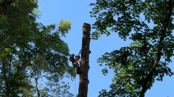 Primarul George Scripcaru spune că „extragerea unor arbori din zona Aleii de sub Tâmpa este o urgență de gradul zero”. 251 de arbori periculoși urmează să fie tăiați