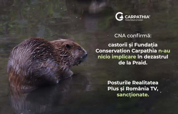 CNA a sancționat televiziunile care au promovat dezinformarea privind castorii și Salina Praid