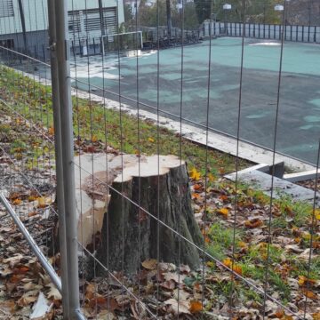 Cinci castani tăiați | „A greșit proiectantul” sau dezinformează primarul?